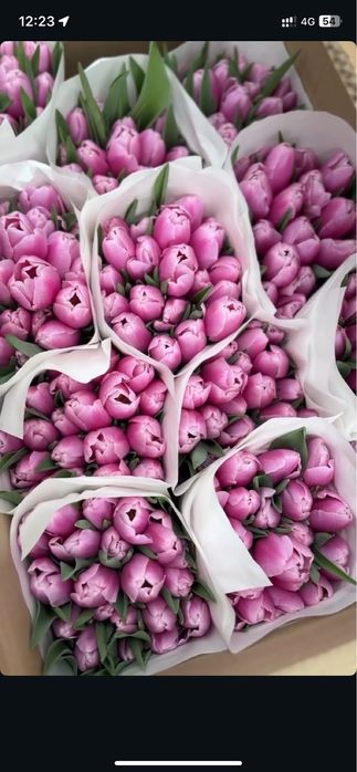 Тюльпаны оптом и в розницу