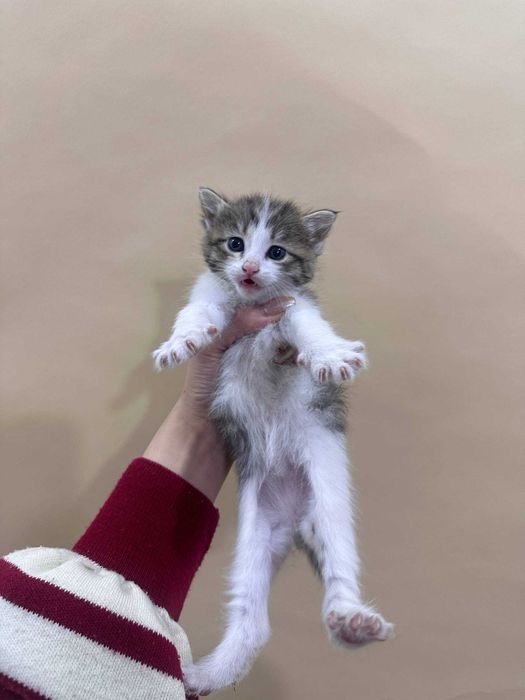 Котята в хорошие руки БЕСПЛАТНО