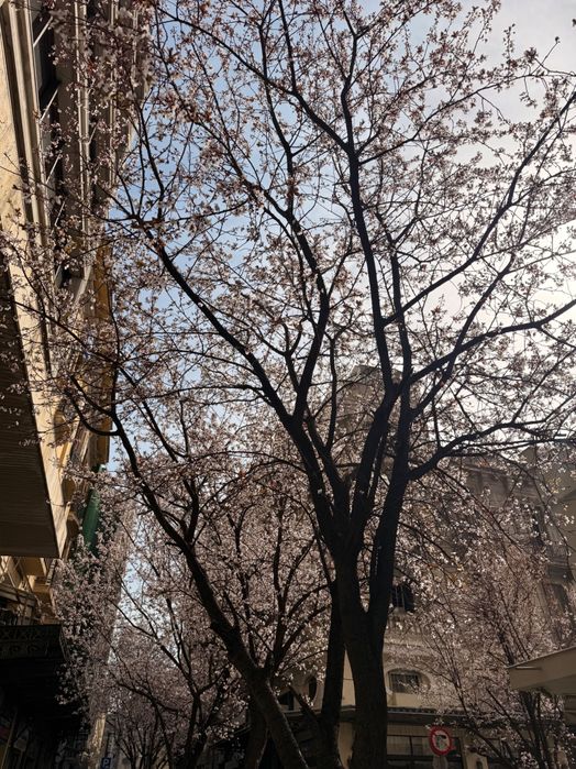 Canon Powershot SX620 HS (комплект)