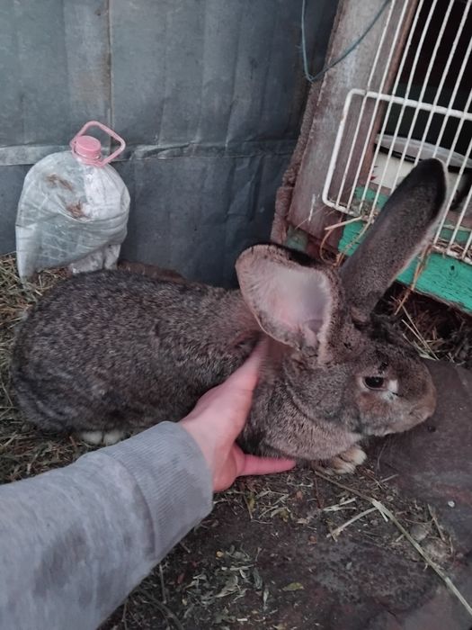 De vânzare iepuri uriaș german