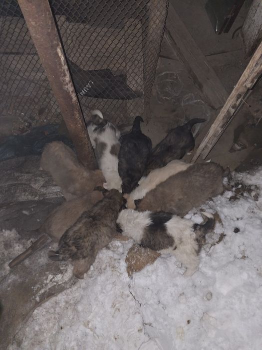 Отдам даром щенят