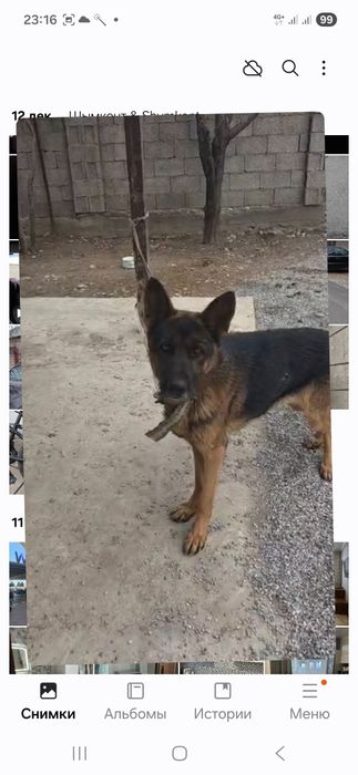 Немецкий овчарка 40000₸