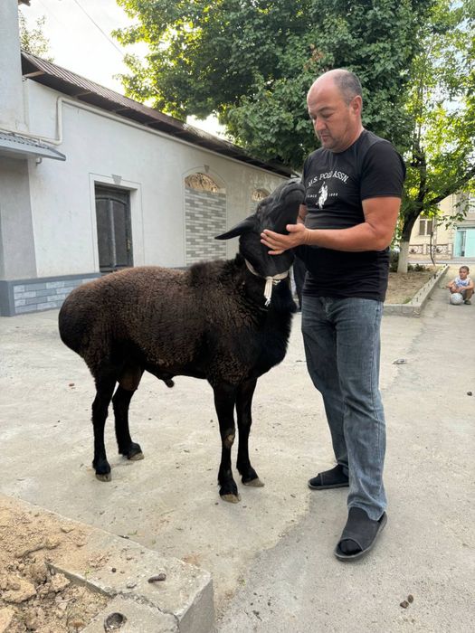 Qurbonlik uchun qo’chqorlar sotiladi
