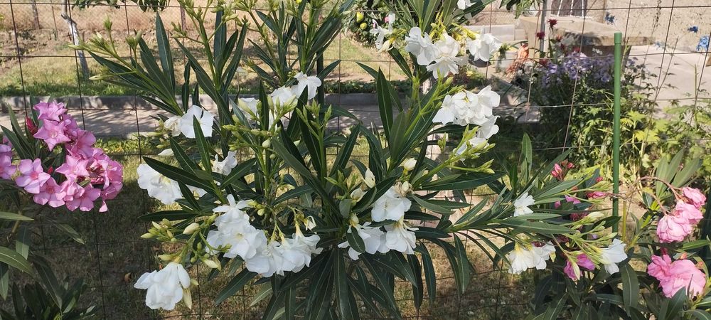 Големи олеандри ( лян,зокум)