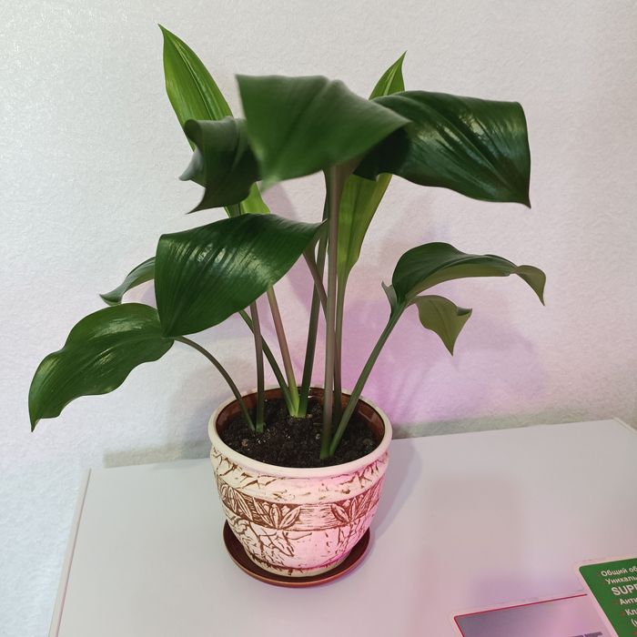 Комнатные растения