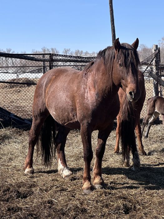 Жеребец 6 лет полу тяж