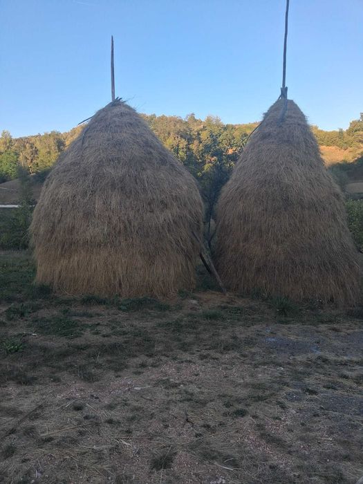 Agricultura, fan