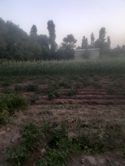 Ер сотилади 7 сотох Денов тумани (эски масква калхоз)