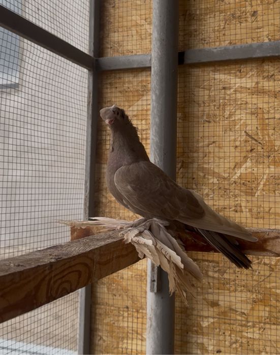 Голуби на продажу