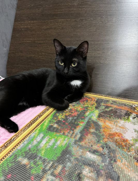 Отдаю в добрые руки кошечку