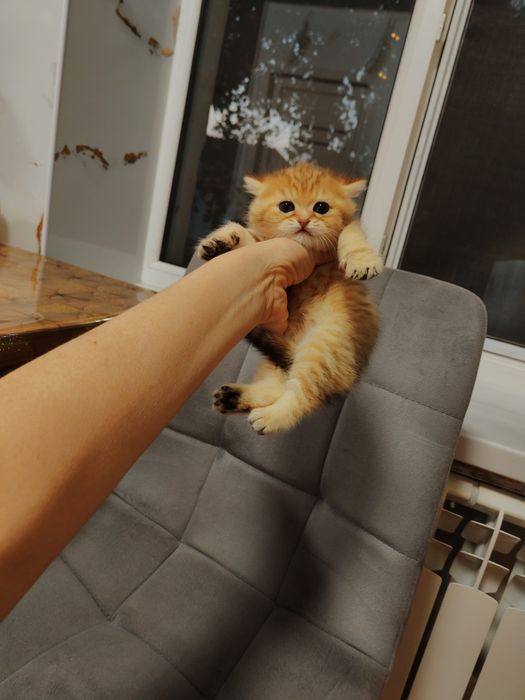 Все котята есть Британцы и Шотландцы
