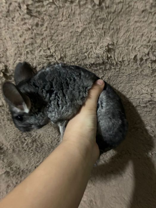 Продам шиншиллу за 20 тысяч