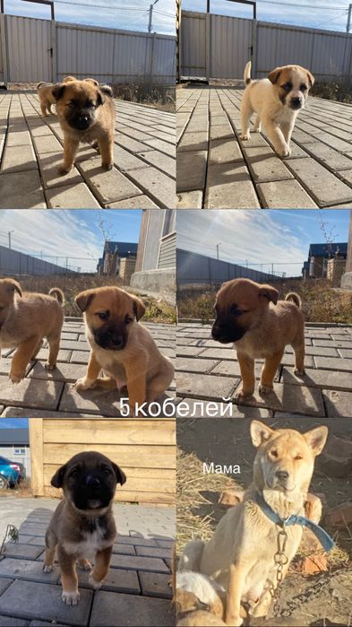 Отдам щенка (девочка)