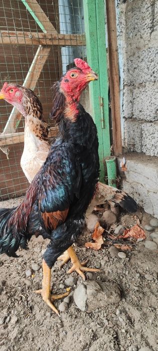 Корея жужа сотилади