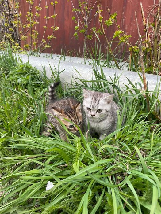 В продаже котята Британцы