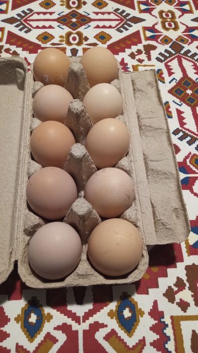 Vând ouă de găină