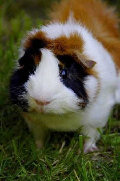 Морская свинка девочка