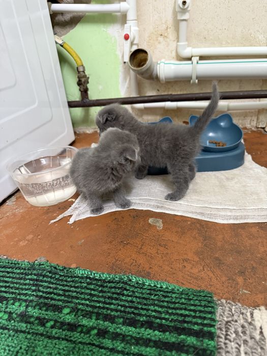 Готовятся к продаже