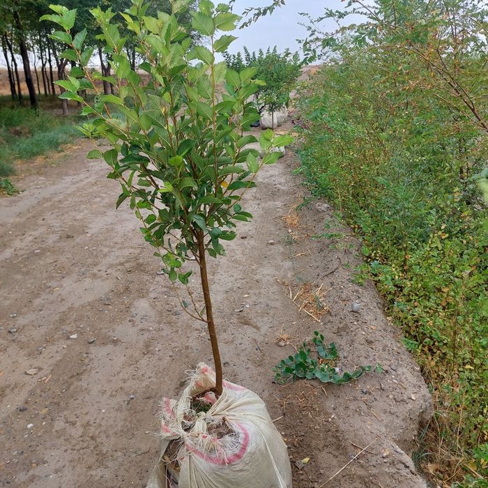 Mevali manzarali koʻchatlar