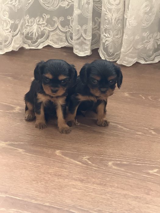 Кавалер кинг чарльз спаниель