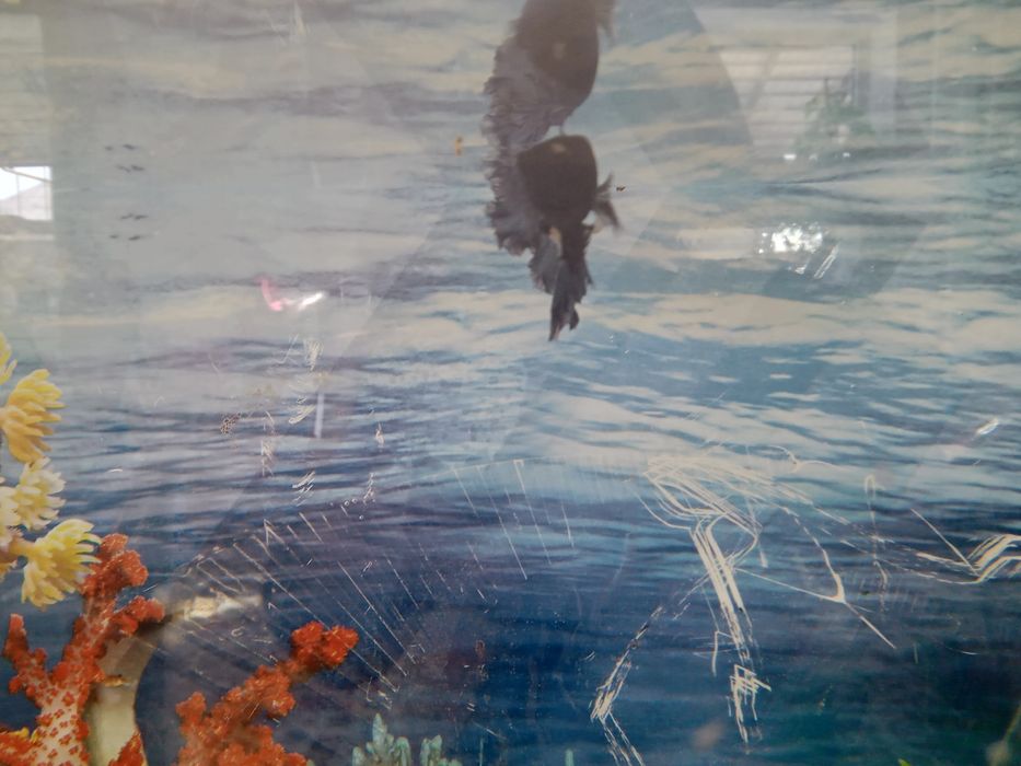 Аквариум балығымен