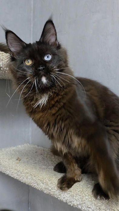 шикарные котята мейн-куны