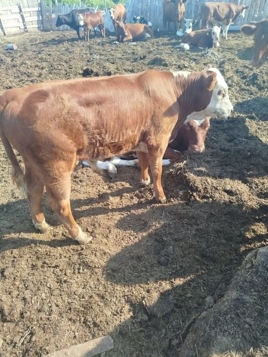 Продам бычков подсосные