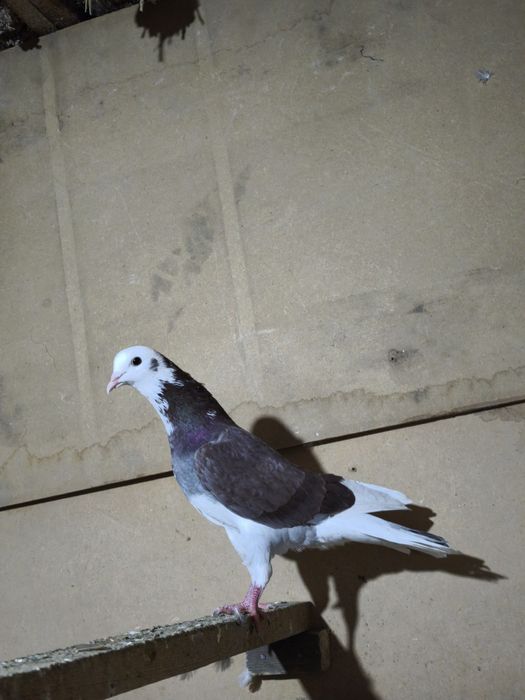 Шракахосты Ақ бас Сатылады