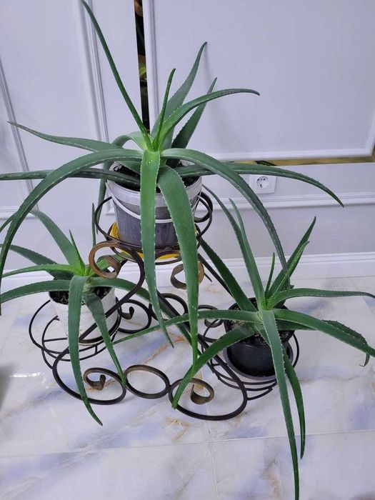 продам комнатные растения