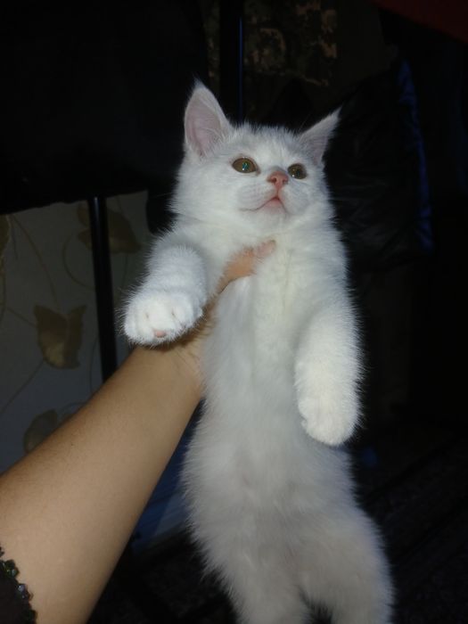 Skotish strayt 2 oylik