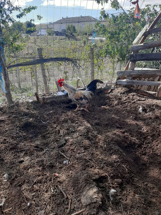 Продавам кокошки