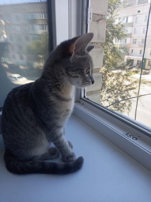 Отдам котенка , девочка