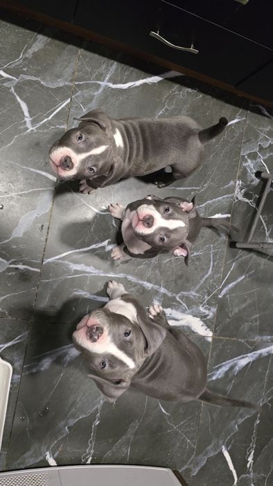 Американско Покет Були