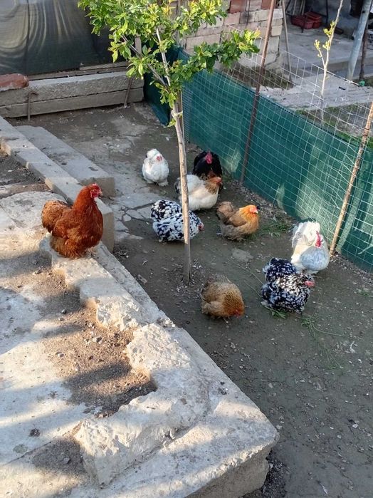 Продавам кокошки Мини Кохин