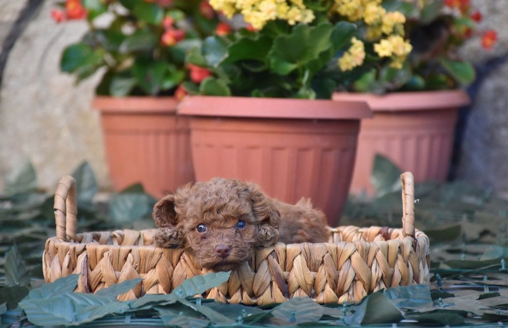 Той пудел (Toy poodle) Пудел Той (Poodle Toy)