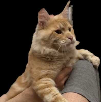 Кот Мейн-кун. Вязка.