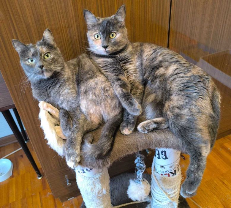 Отдаются даром мама и дочь