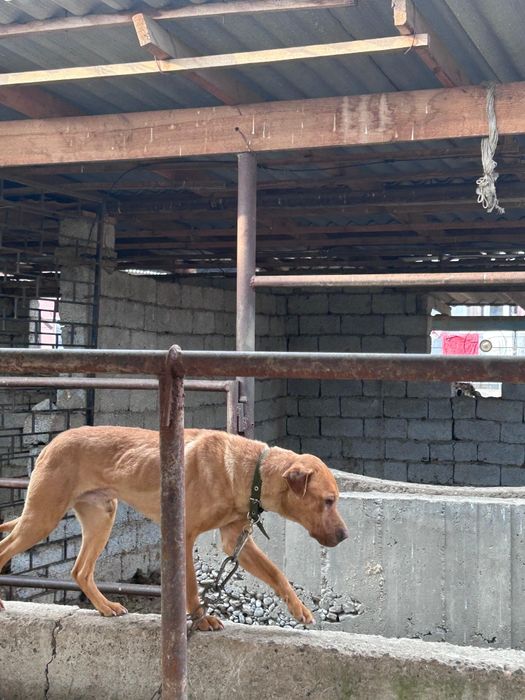 Пидбуль..     пидбуль