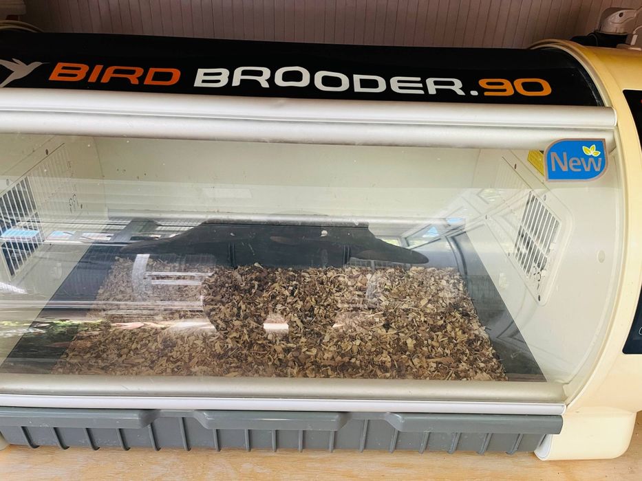 Incubatorlar va brudur original koreyski