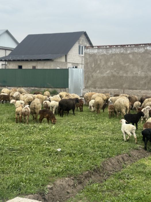 Қозылы қой сатылады