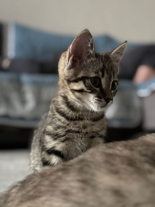 Отдам котенка в хорошие руки
