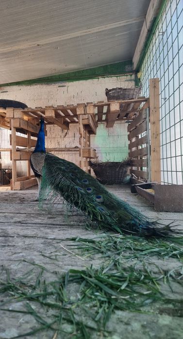 Vand Pauni An I II III IV V VI(fazani comuni ,Pe rosu,Pe galben,Regali