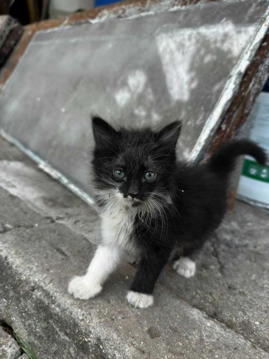 Подарявам малки котенца