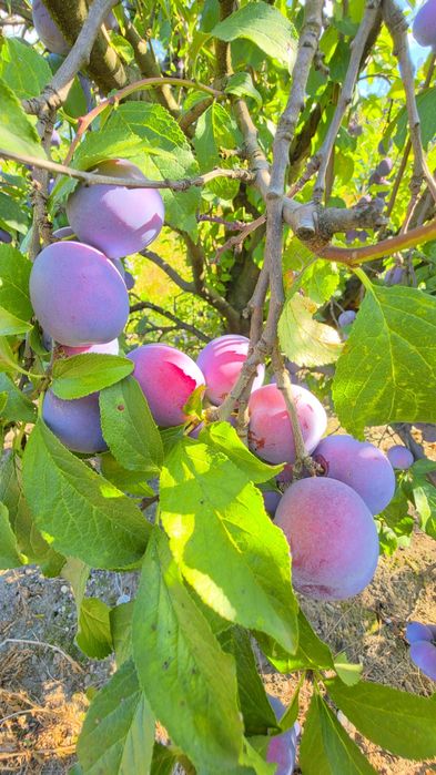 Prune Anaspeth Tuica