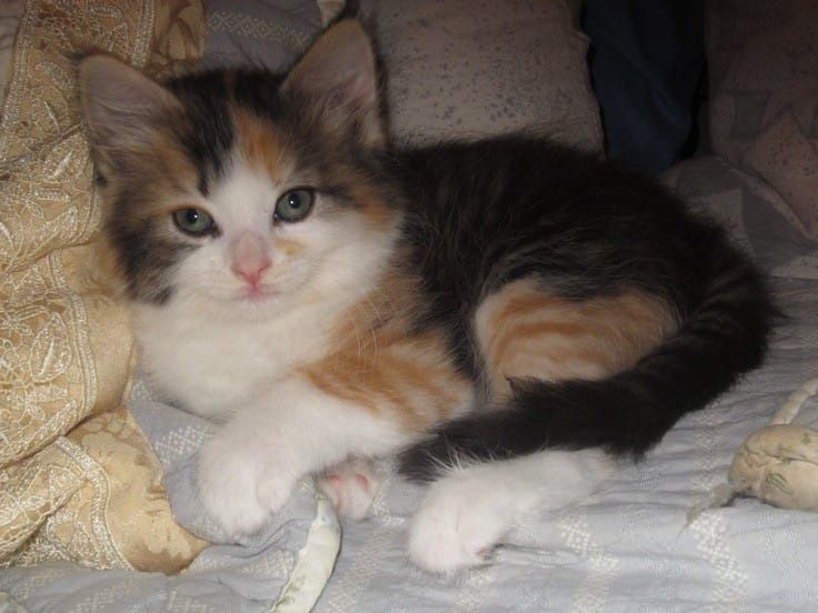 Siberiana de Pădure