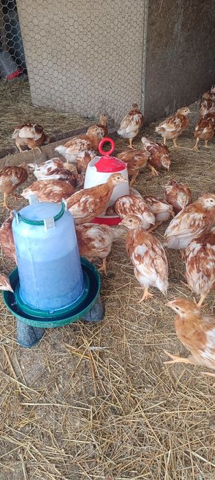 Puicuțe ouătoare issa Brown