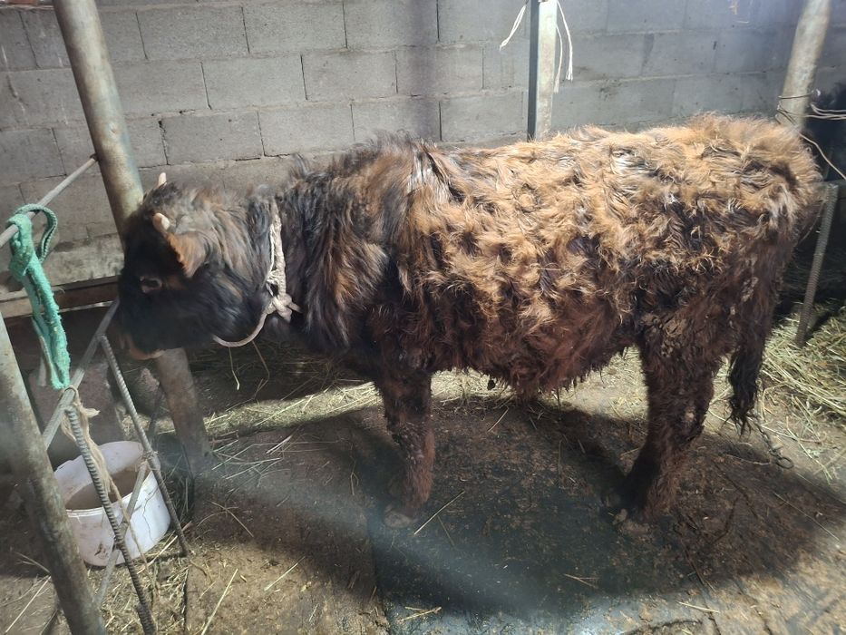 Бичок хороший не капризный