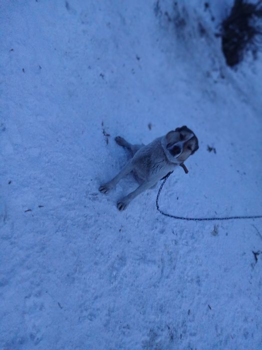 Продаю алабай 7 месяцев