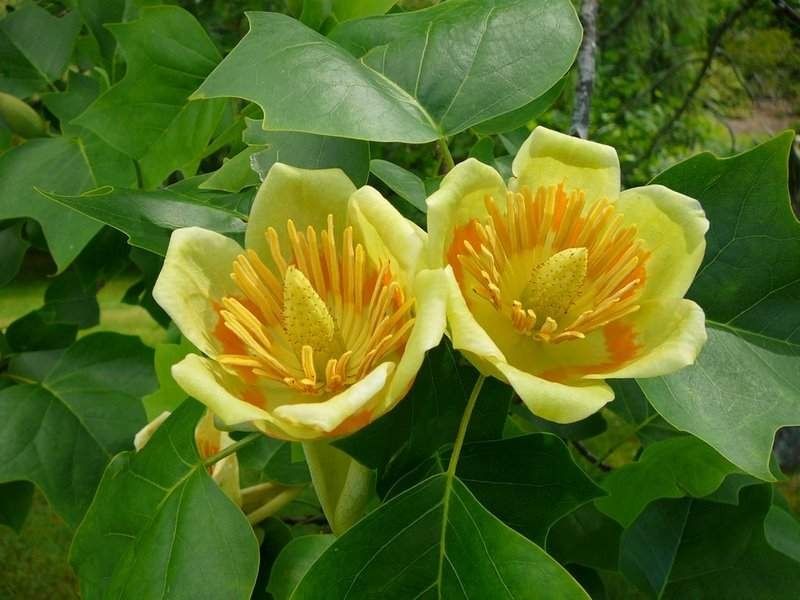 Pomi Ornamentali (Arborele De Lalea )la ghiveci
