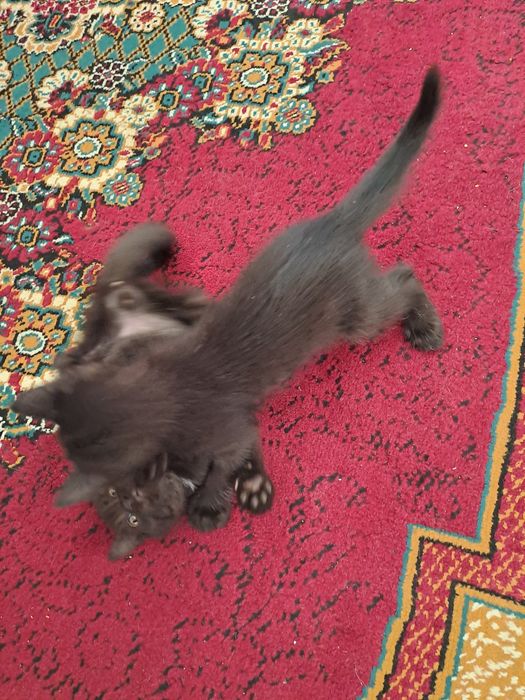 Котята домашние даром